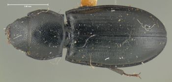 Media type: image;   Entomology 24480 Aspect: habitus dorsal view